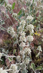 Marrubium