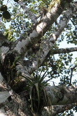 Tillandsia makoyana