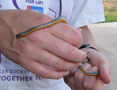 Diadophis punctatus regalis