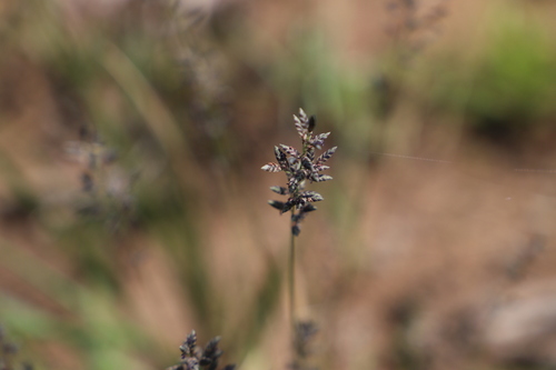 Image of Eragrostis racemosa by (c) Suvarna Parbhoo Mohan, some rights reserved (CC BY-SA)
