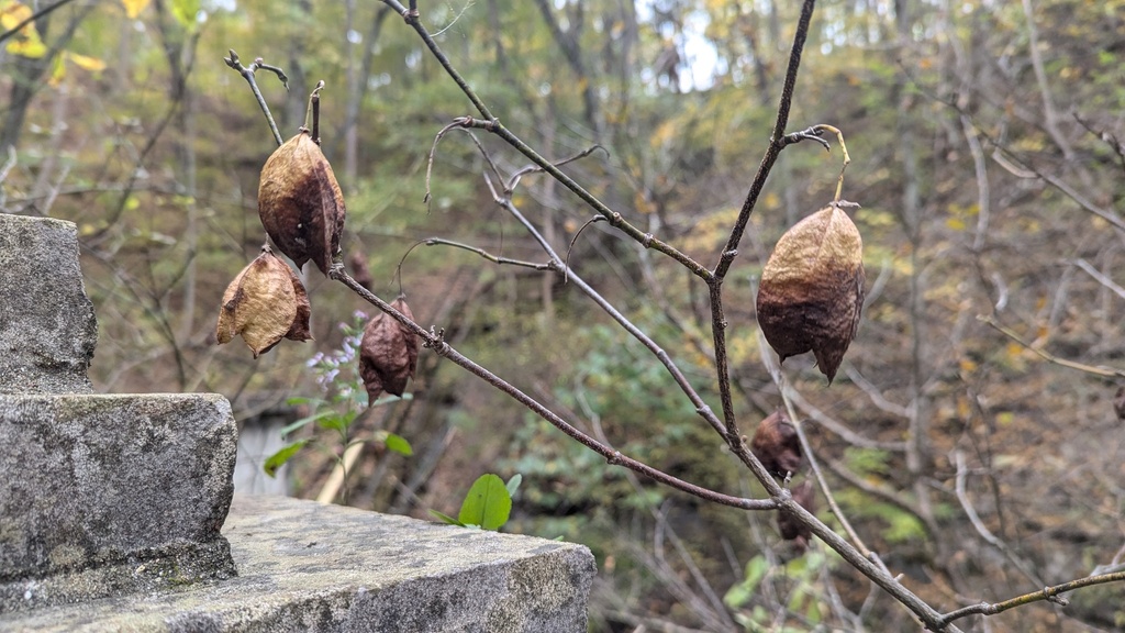 American bladdernut from Spring Mill State Park, Lawrence County ...