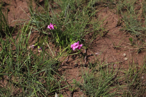 Image of Sphenostylis angustifolia by (c) Suvarna Parbhoo Mohan, some rights reserved (CC BY-SA)