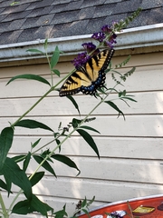 Papilio glaucus