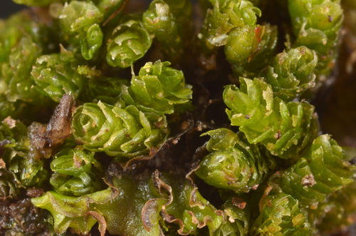Fuscocephaloziopsis monticola