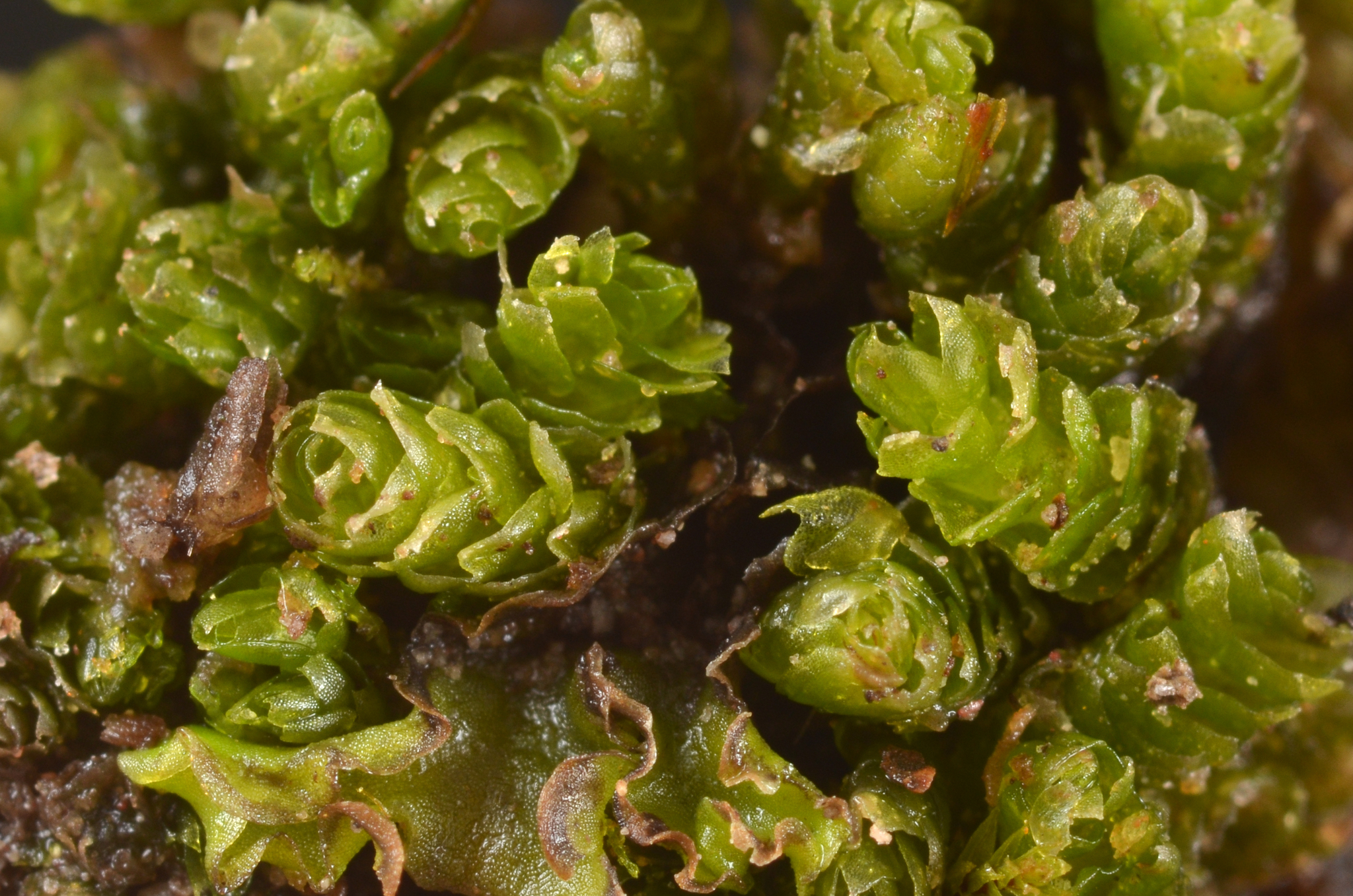 Fuscocephaloziopsis monticola