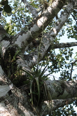 Tillandsia makoyana