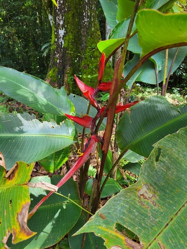 Image of Heliconia tortuosa by (c) Jacek Pietruszewski, some rights reserved (CC BY)