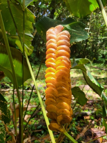 Image of Calathea crotalifera by (c) Jacek Pietruszewski, some rights reserved (CC BY)
