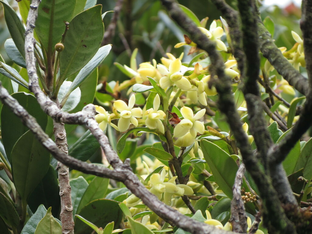 Epidendrum sinac Karremans
