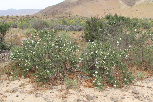 Image of Carbonillo by (c) Cesar Ormazabal, some rights reserved (CC BY)