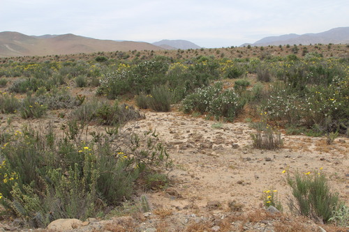 Image of Carbonillo by (c) Cesar Ormazabal, some rights reserved (CC BY)