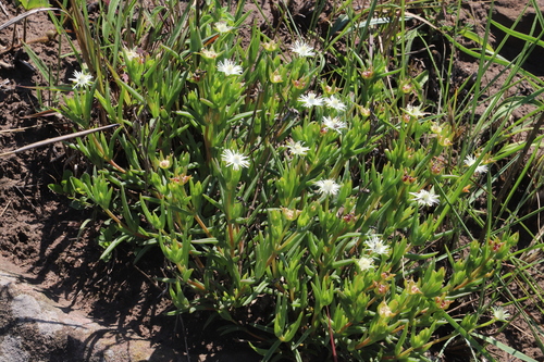 Image of Delosperma lineare by (c) Suvarna Parbhoo Mohan, some rights reserved (CC BY-SA)