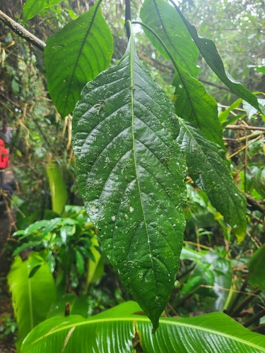 Image of Justicia aurea by (c) Jacek Pietruszewski, some rights reserved (CC BY)