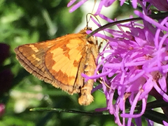 Polites peckius