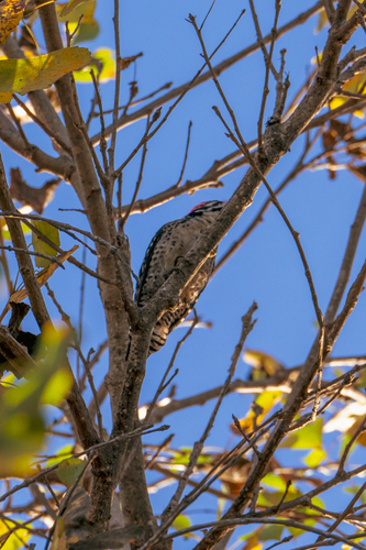 iNaturalist observation photo of Nuttall's Woodpecker