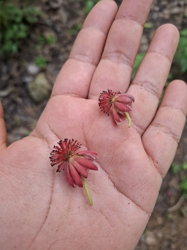 False tungoiltree (Garcia nutans)