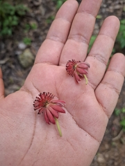 Dancing lady ginger (Garcia nutans)