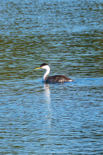 iNaturalist observation photo of Western Grebe
