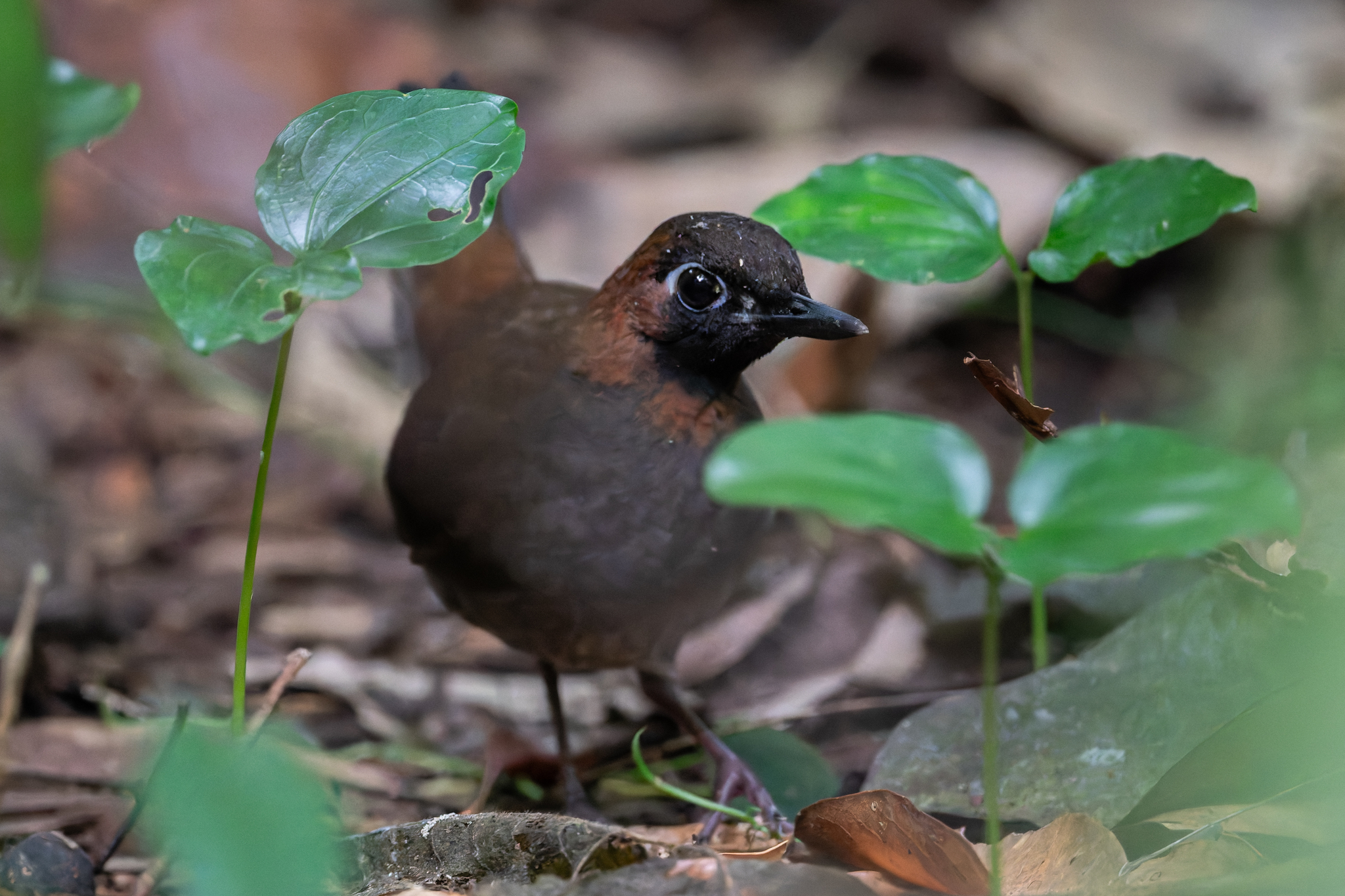Mayan Antthrush (Formicarius moniliger), photo 5