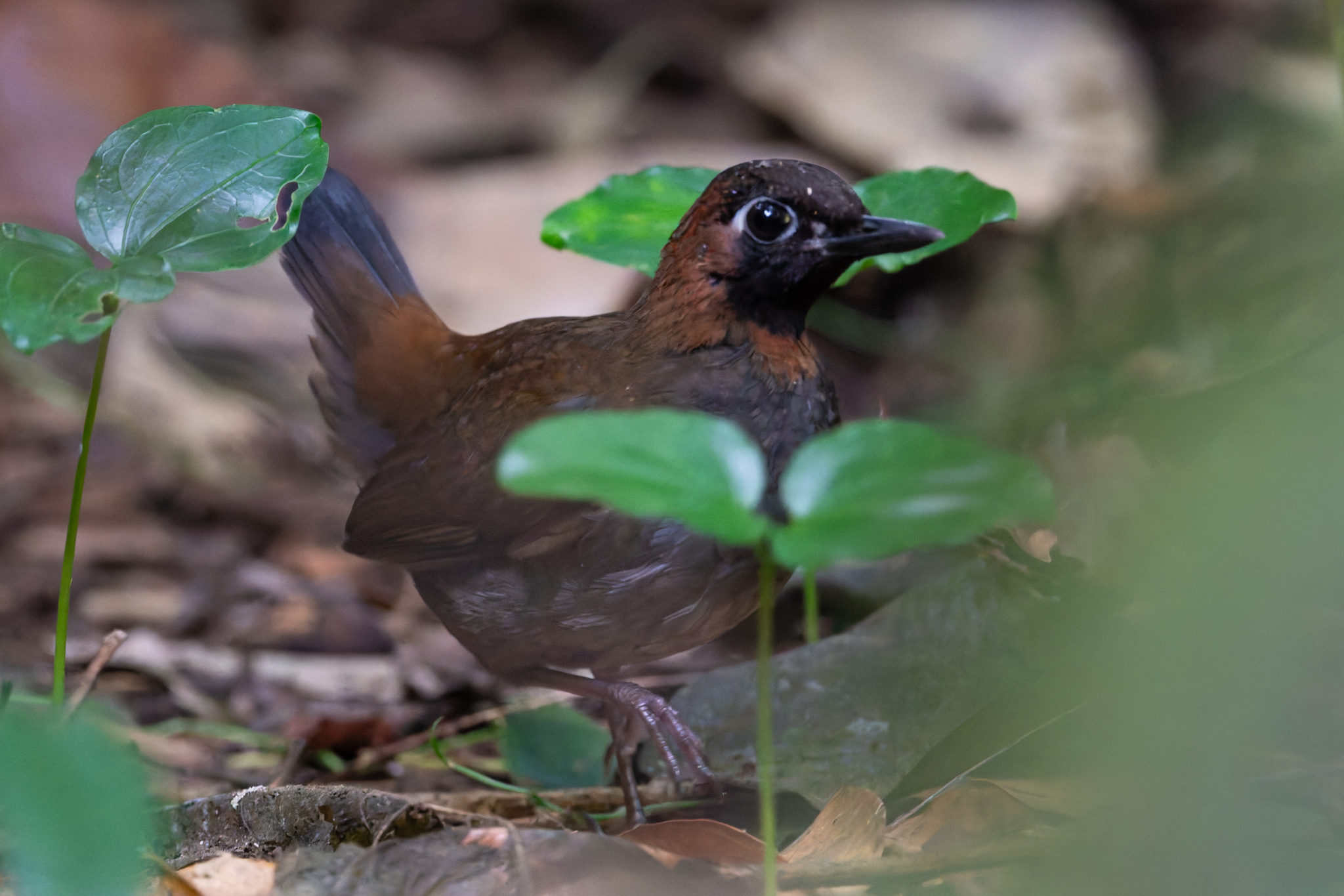 Mayan Antthrush (Formicarius moniliger), photo 6