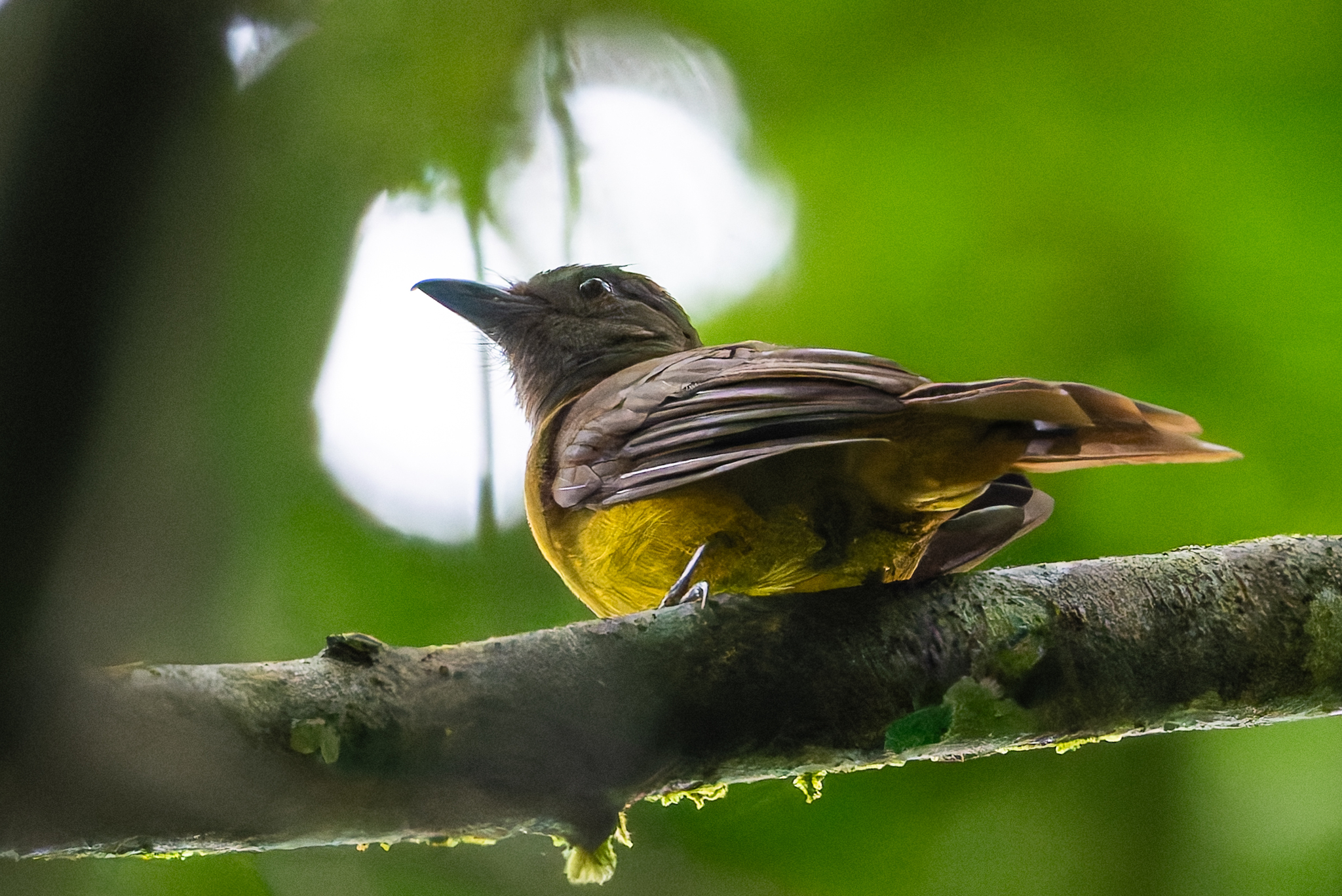 Black-throated Shrike-Tanager (Lanio aurantius), photo 4