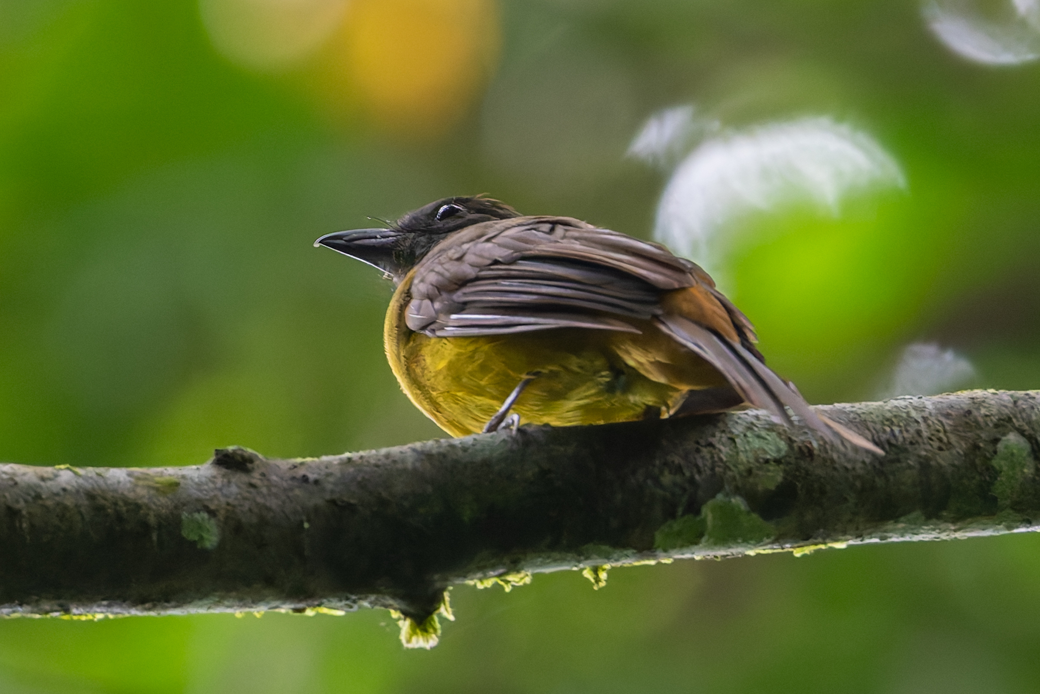 Black-throated Shrike-Tanager (Lanio aurantius), photo 5