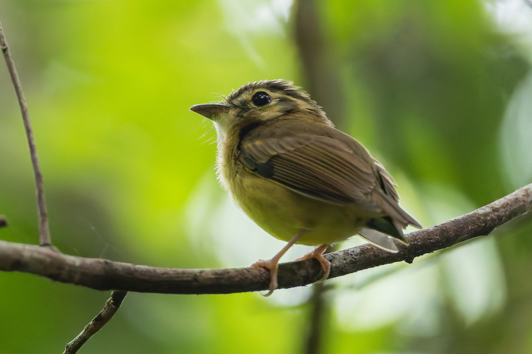 Stub-tailed Spadebill (Platyrinchus cancrominus), photo 8