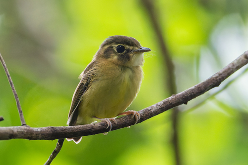 Stub-tailed Spadebill (Platyrinchus cancrominus), photo 7