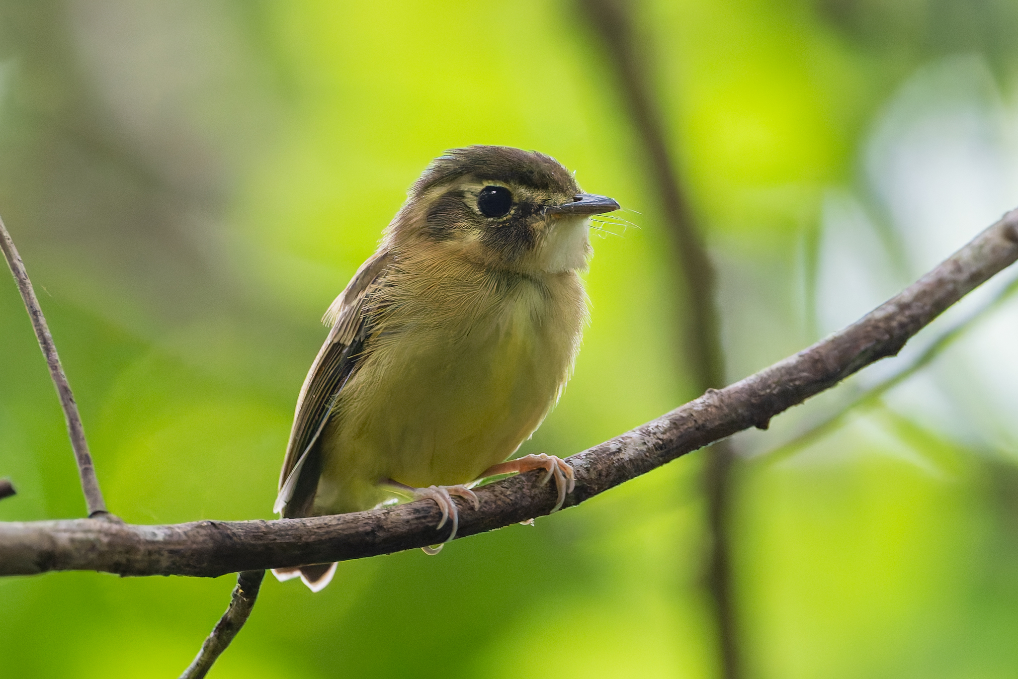 Stub-tailed Spadebill (Platyrinchus cancrominus), photo 7