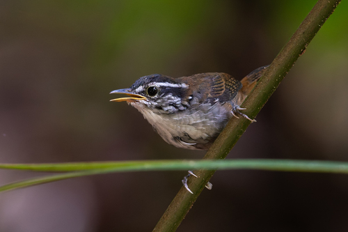 White-breasted Wood Wren (Henicorhina leucosticta), photo 4