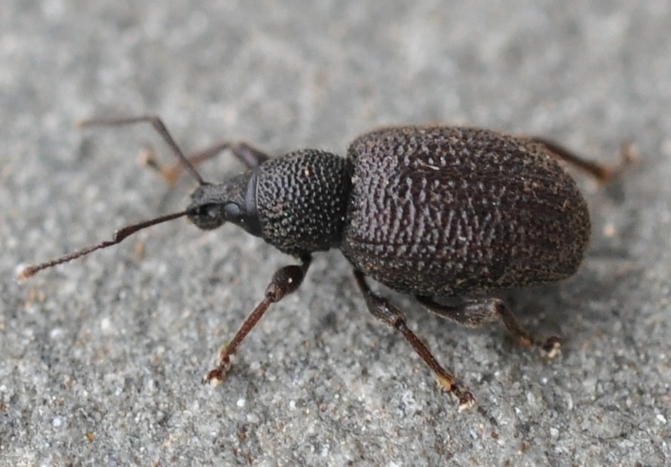 Rough strawberry root weevil