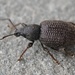 Rough Strawberry Root Weevil - Photo (c) Bridget Spencer, some rights reserved (CC BY-NC), uploaded by Bridget Spencer