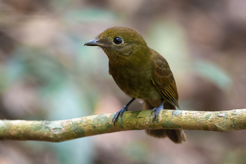 Northern Schiffornis (Schiffornis veraepacis), photo 1