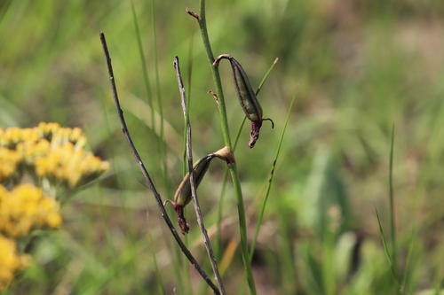 Image of Eulophia hians by (c) Suvarna Parbhoo Mohan, some rights reserved (CC BY-SA)