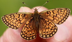 Boloria eunomia