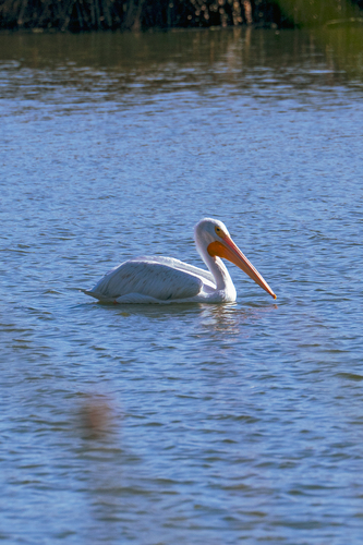 iNaturalist observation photo of American White Pelican