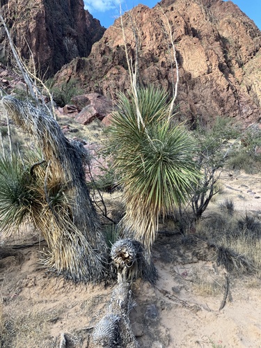 Yucca elata