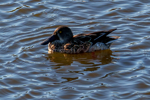 iNaturalist observation photo of Northern Shoveler