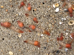 Clione limacina