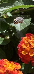 Anthophora marginata