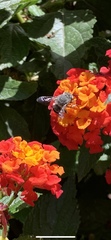 Anthophora marginata
