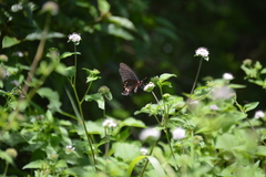 Mimoides ilus branchus