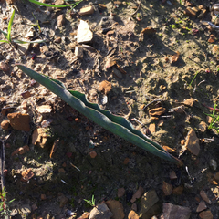 Eriospermum lanceifolium