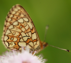 Boloria eunomia
