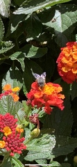 Anthophora marginata