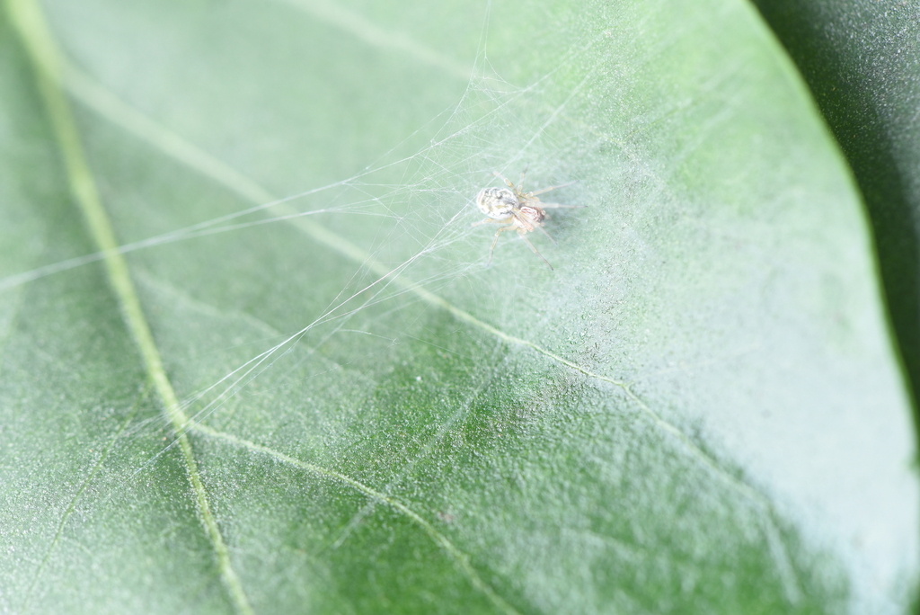 Ajmonia capucina