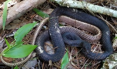 Masticophis flagellum flagellum
