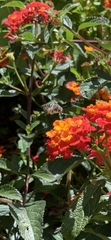 Anthophora marginata