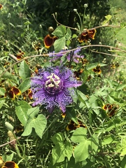 Passiflora incarnata × cincinnata