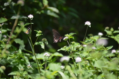 Mimoides ilus branchus